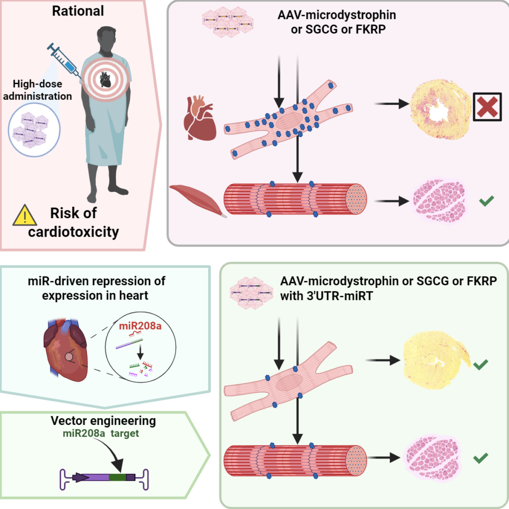 Graphique d’un article sur la cardiotoxicité des AAV